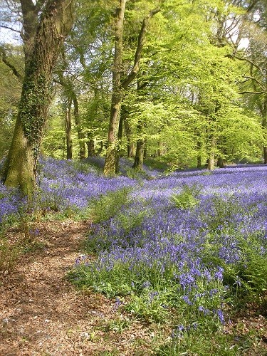 Bluebell wood