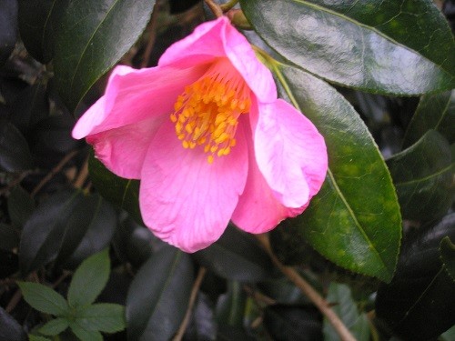 Camellia