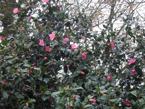 Camellia