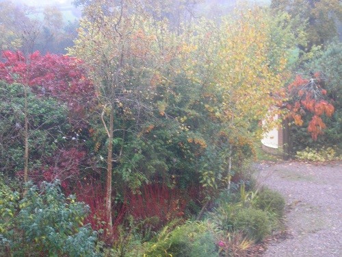 From the landing window, with the red stems of the Cornus picking up the colour of next doors Acer.