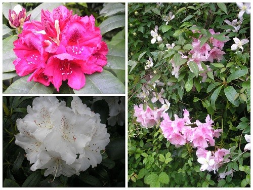 Rhododendron and Clematis.