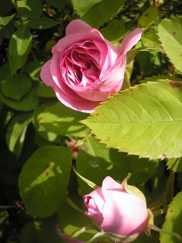 Gertrude Jekyll has the most wonderful perfume, but it is so hot today, the perfume had evaporated by the time i took the photo, must have a sniff this evening!