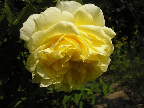 R. The Pilgrim, such a lovely gentle yellow, fading to white at the edges.