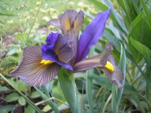 One of a few Dutch Iris that are looking good at the moment.