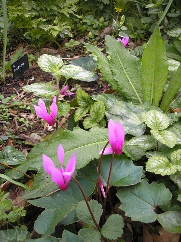 Cyclamen repandum