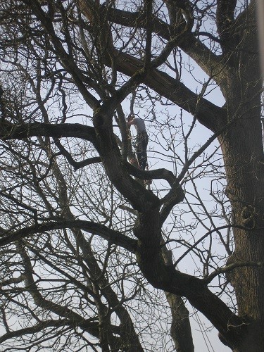 Tree surgeon