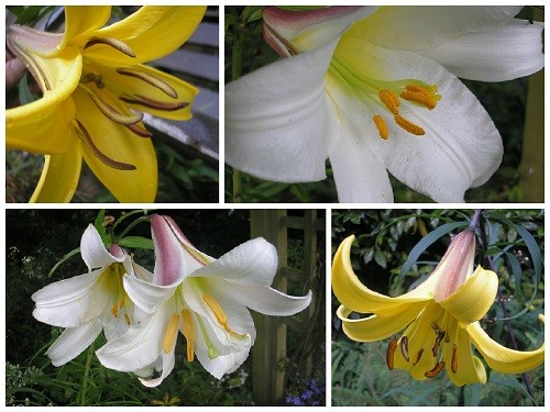 Regale and trumpet lilies