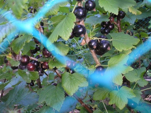 Blackcurrants