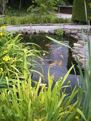 Koi pond.