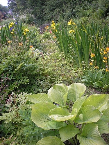 Hosta Sum and Substance.