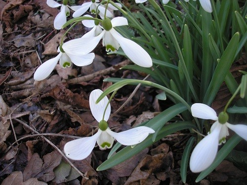 Galanthus Magnet