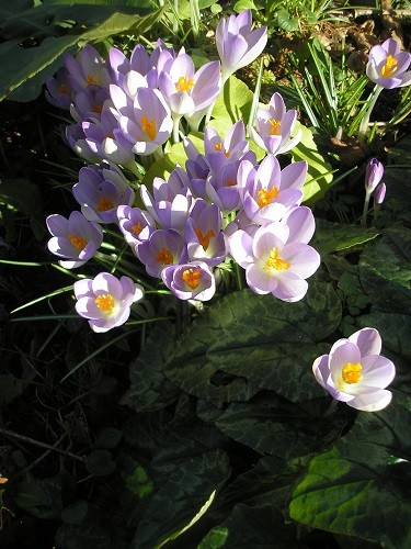 Crocus tommasinianus