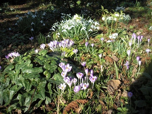 Crocus and snowdrops