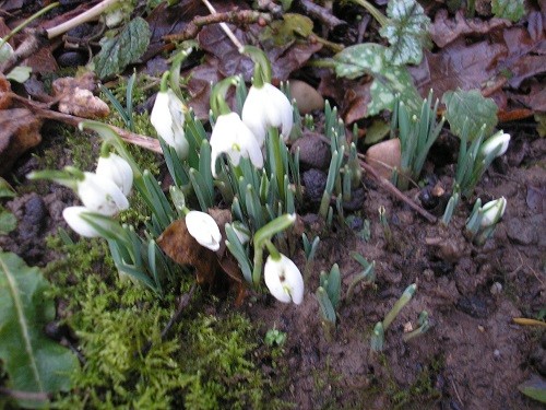 Galanthus nivalis flora pleno