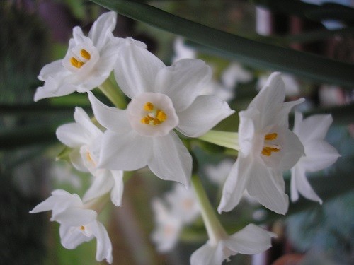 Paperwhite Narcissus.