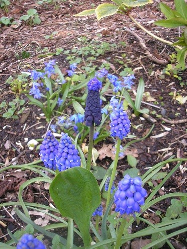 Muscari