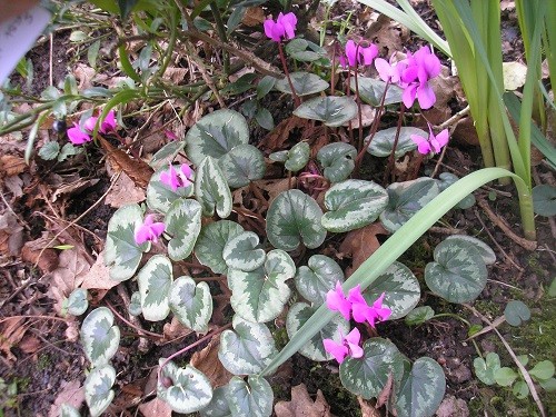 Cyclamen coum.