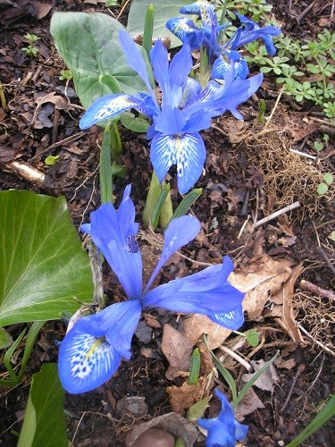 Iris reticulata.