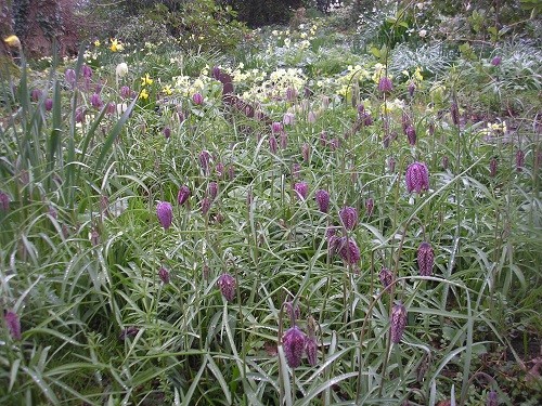 Snakeshead fritillaries