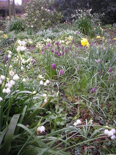 Fritillaria meleagris