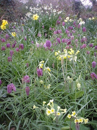 Fritillaries