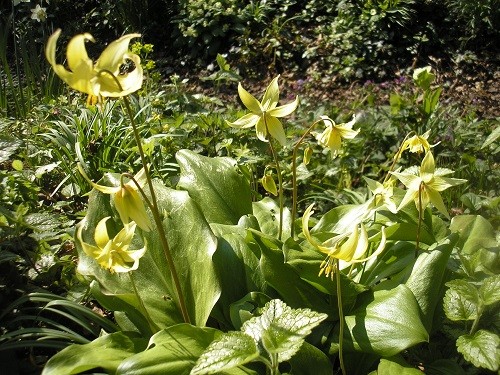 Erythroniums.