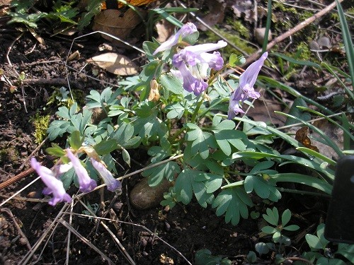 Corydalis solida