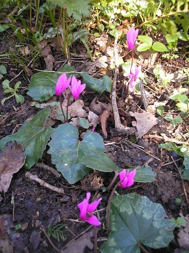 Cyclamen repandum