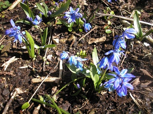 Scilla siberica