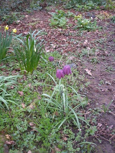 Fritillary