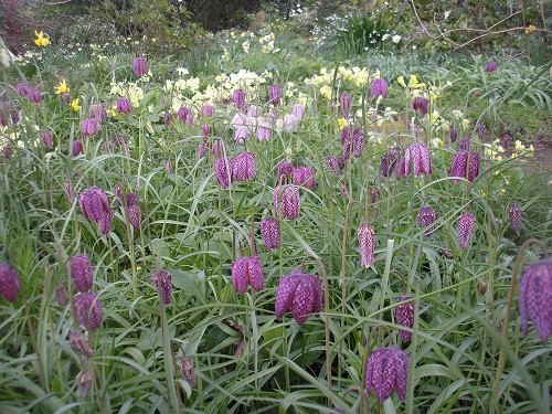 Fritillaria meleagris