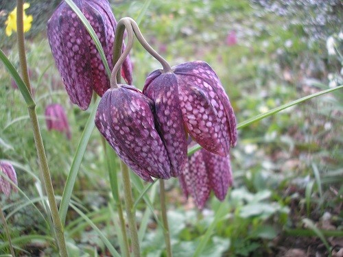 Double Fritillary