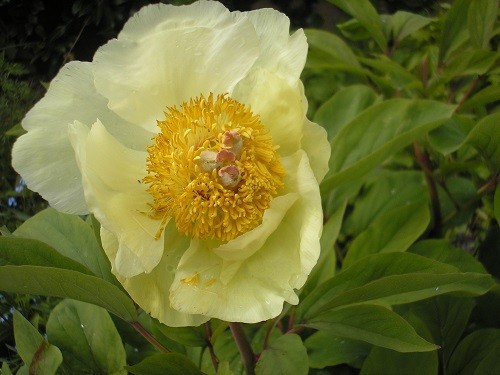 Peony mlokosewitschii