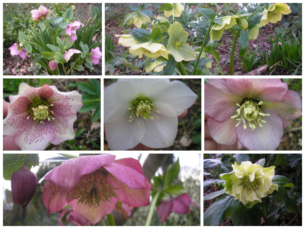 Woodland hellebores jpg