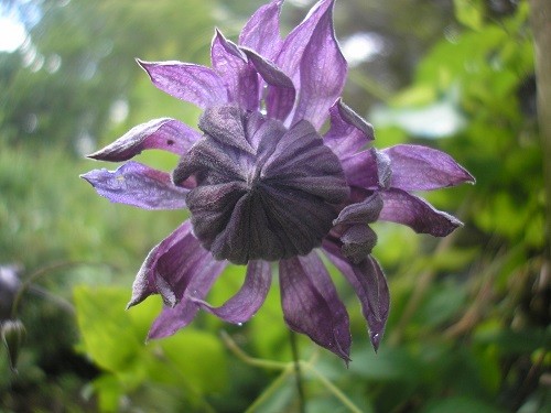 Clematis Mary Rose