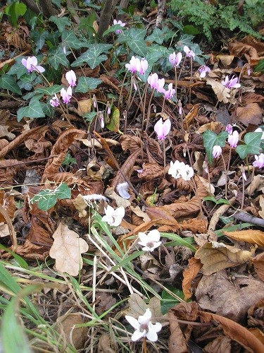 Cyclamen hederifolium