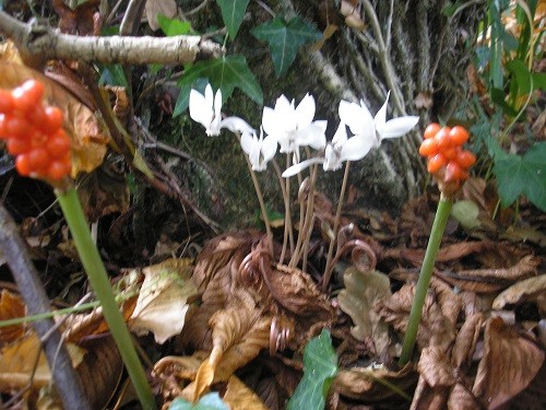 Cyclamen hederifolium