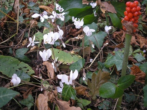 Cyclamen hederifolium